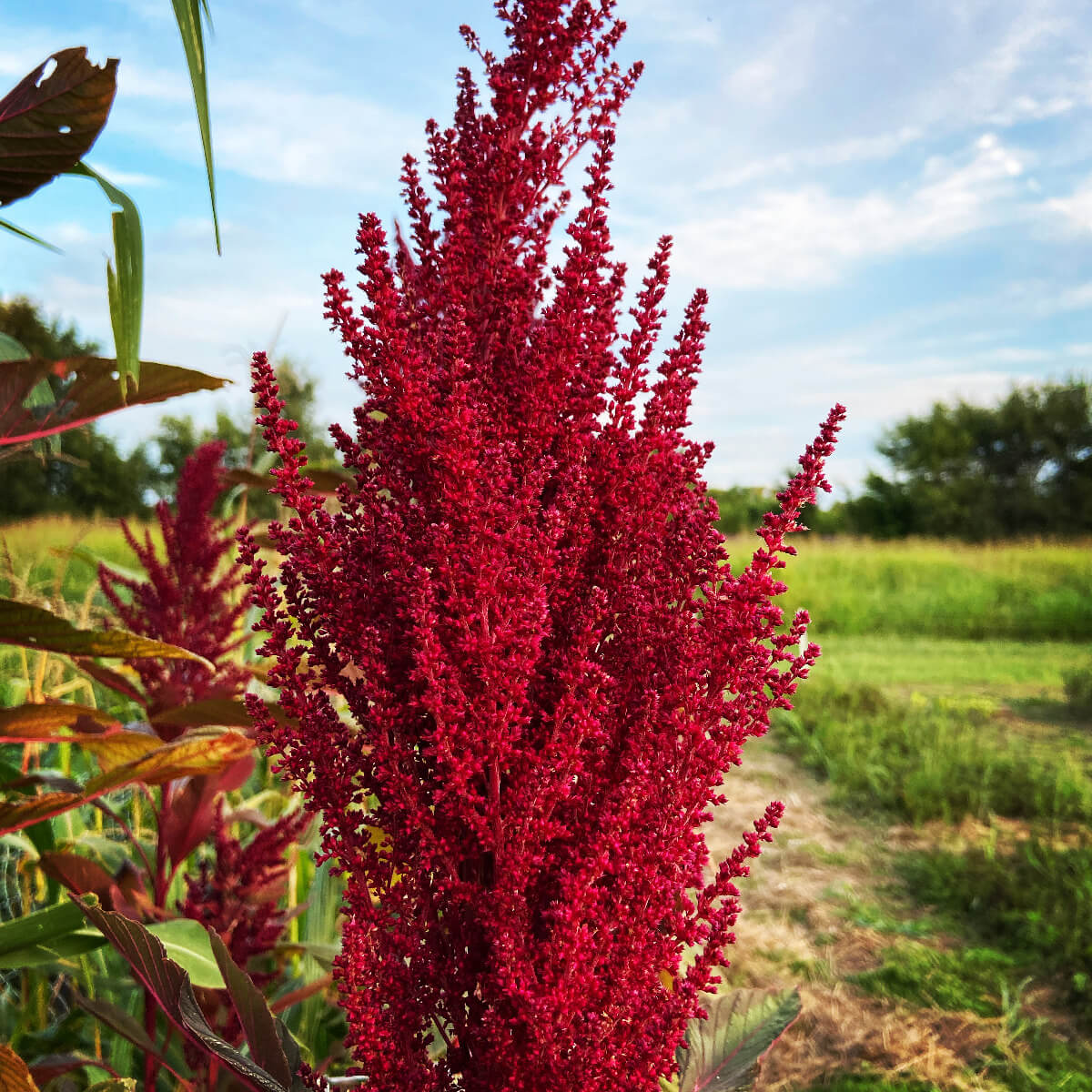 Grow Your Own Natural Dye/Fiber Seeds - Buffalo Seed Company