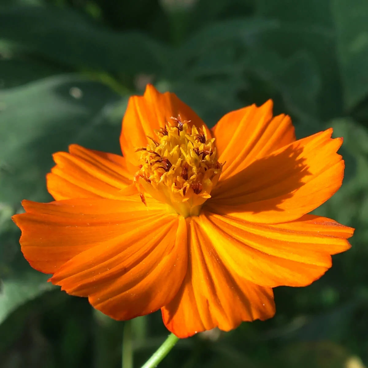 Grow Your Own Natural Dye/Fiber Seeds - Buffalo Seed Company