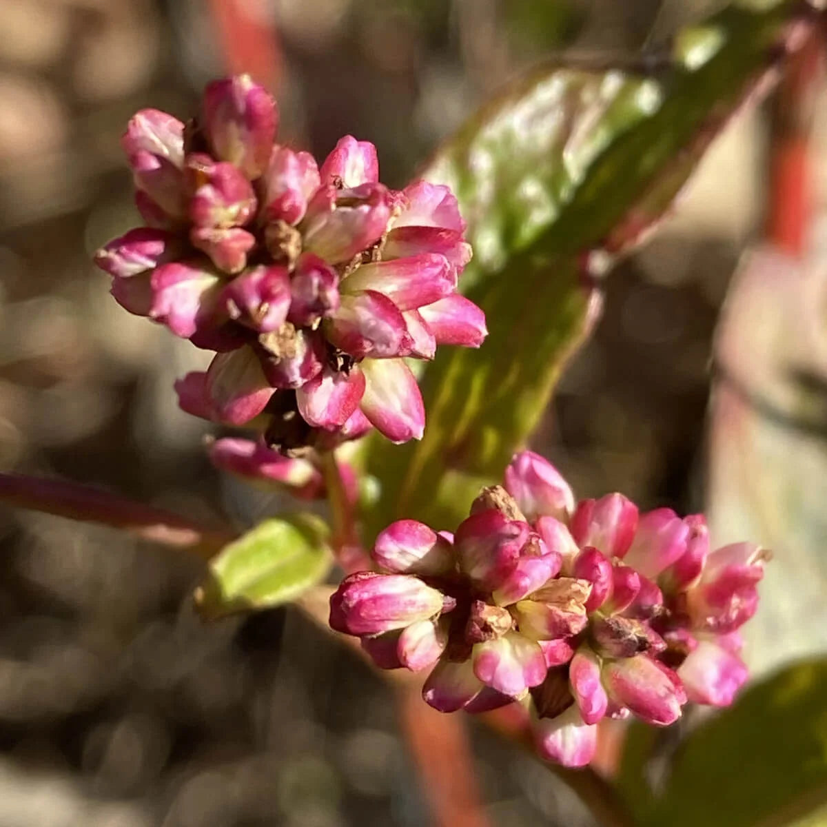 Grow Your Own Natural Dye/Fiber Seeds - Buffalo Seed Company