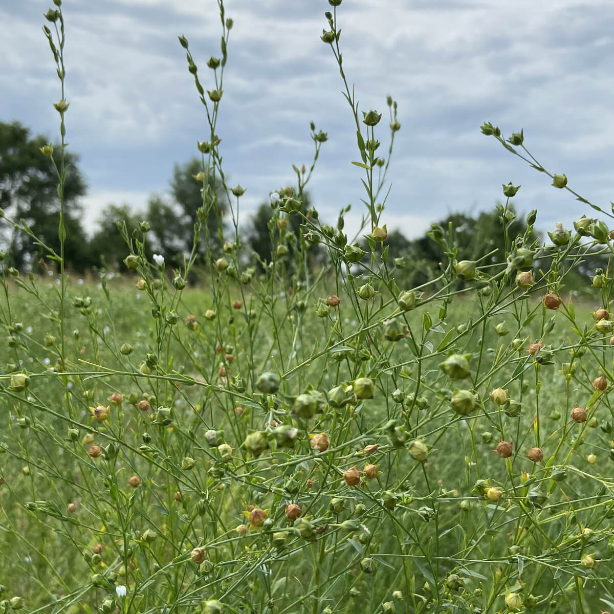 Grow Your Own Natural Dye/Fiber Seeds - Buffalo Seed Company