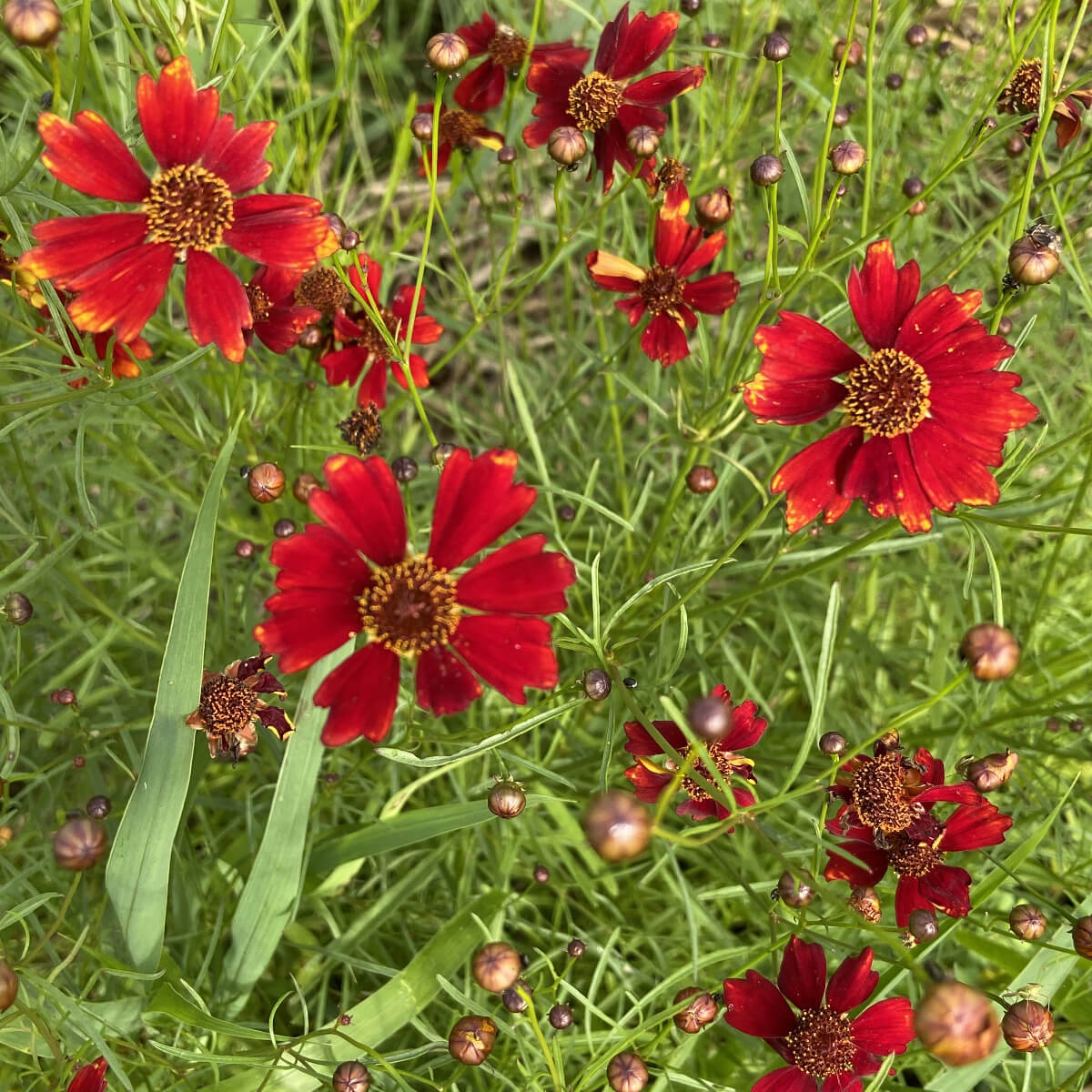 Grow Your Own Natural Dye/Fiber Seeds - Buffalo Seed Company