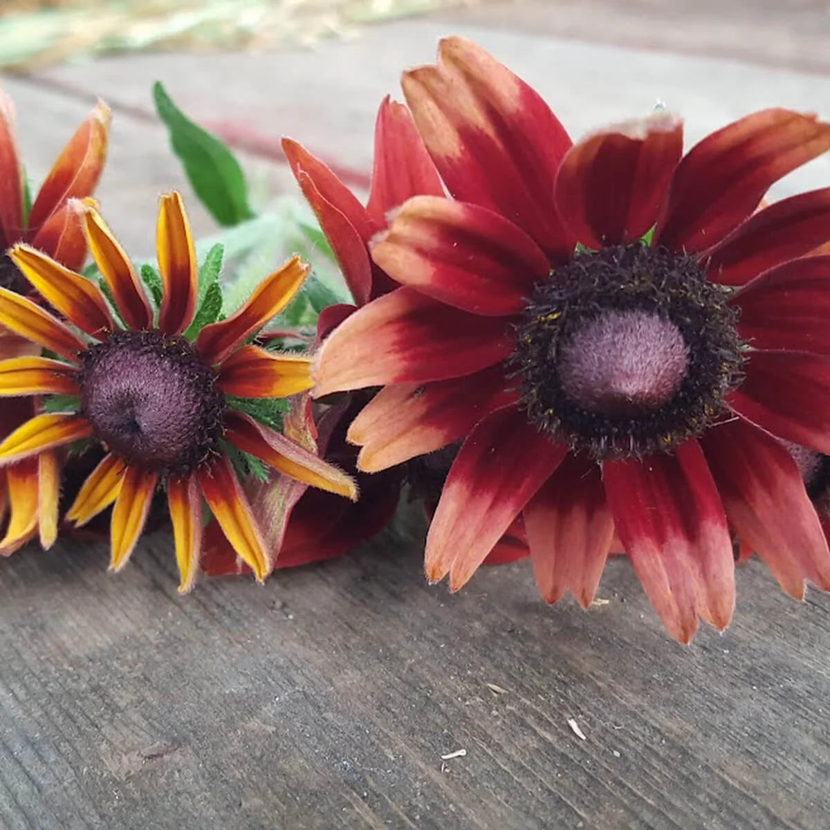 Grow Your Own Natural Dye/Fiber Seeds - Buffalo Seed Company