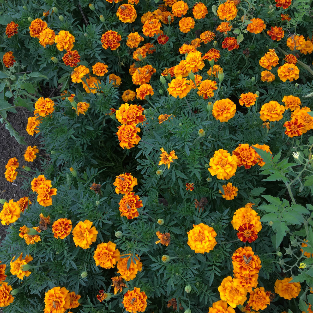 Grow Your Own Natural Dye/Fiber Seeds - Buffalo Seed Company