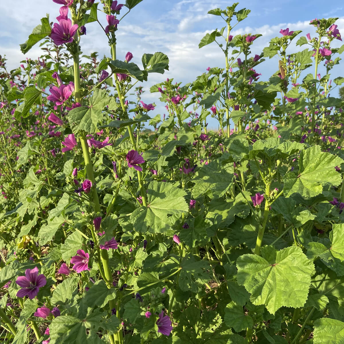 Grow Your Own Natural Dye/Fiber Seeds - Buffalo Seed Company
