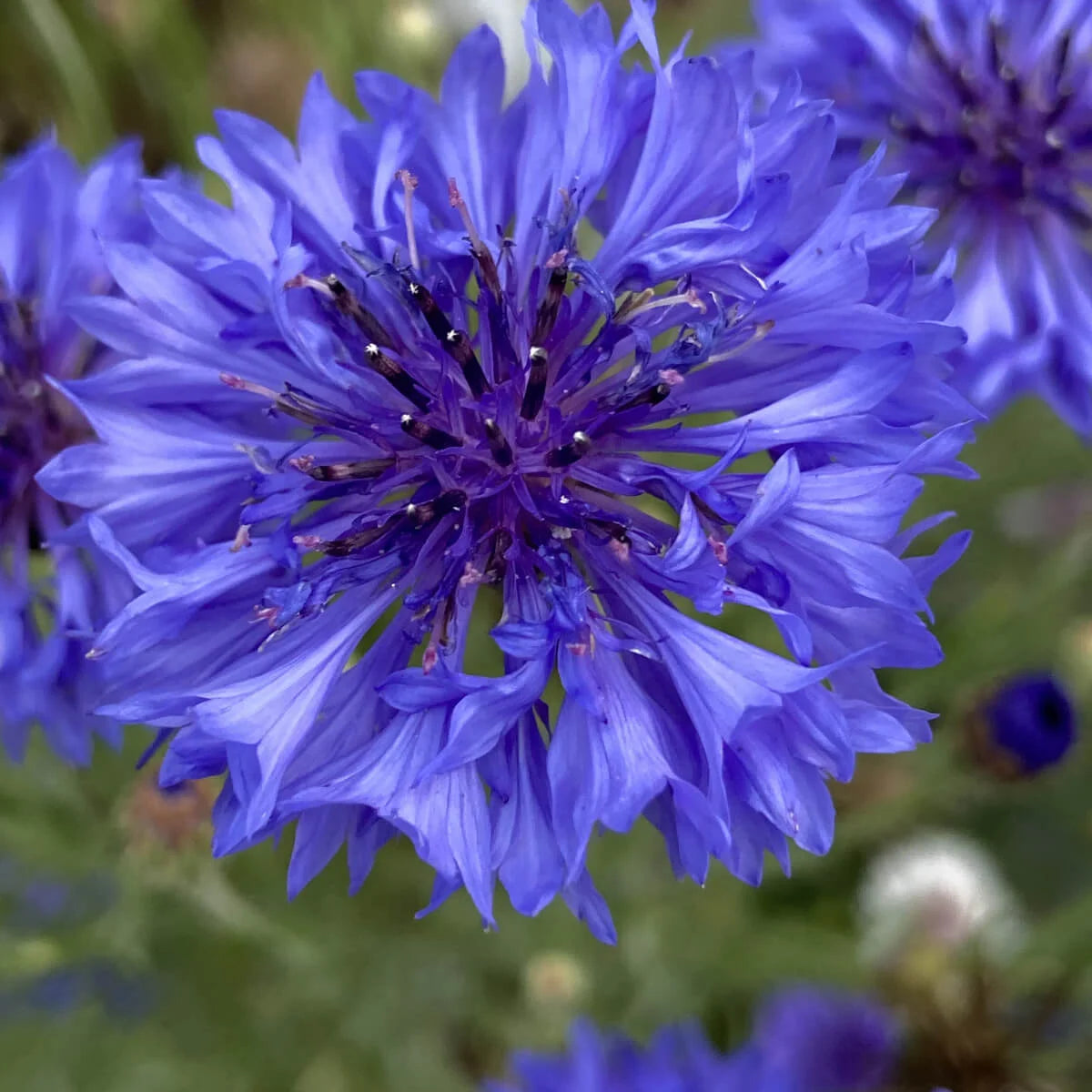 Grow Your Own Natural Dye/Fiber Seeds - Buffalo Seed Company