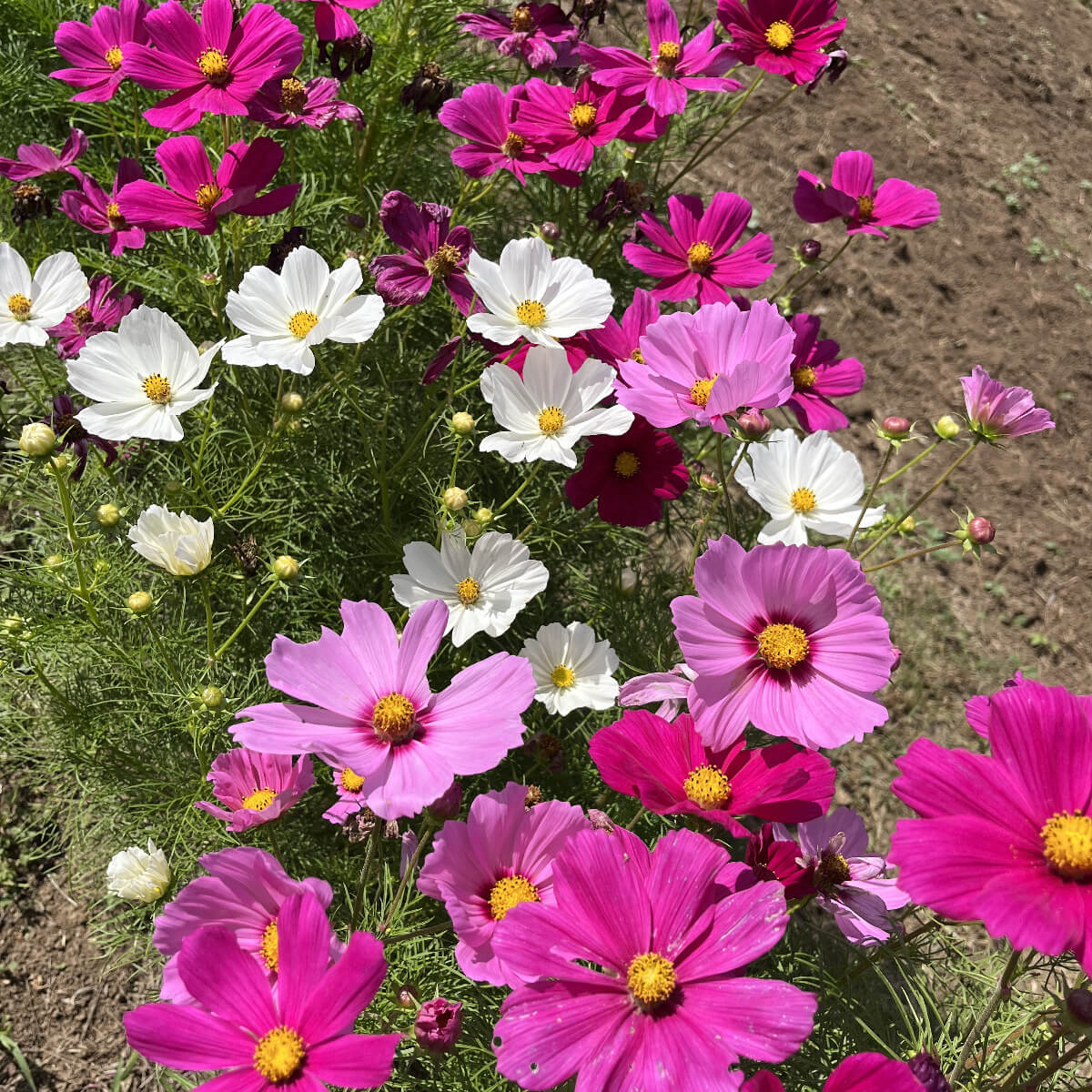 Grow Your Own Natural Dye/Fiber Seeds - Buffalo Seed Company